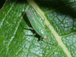 Orthotylus marginalis